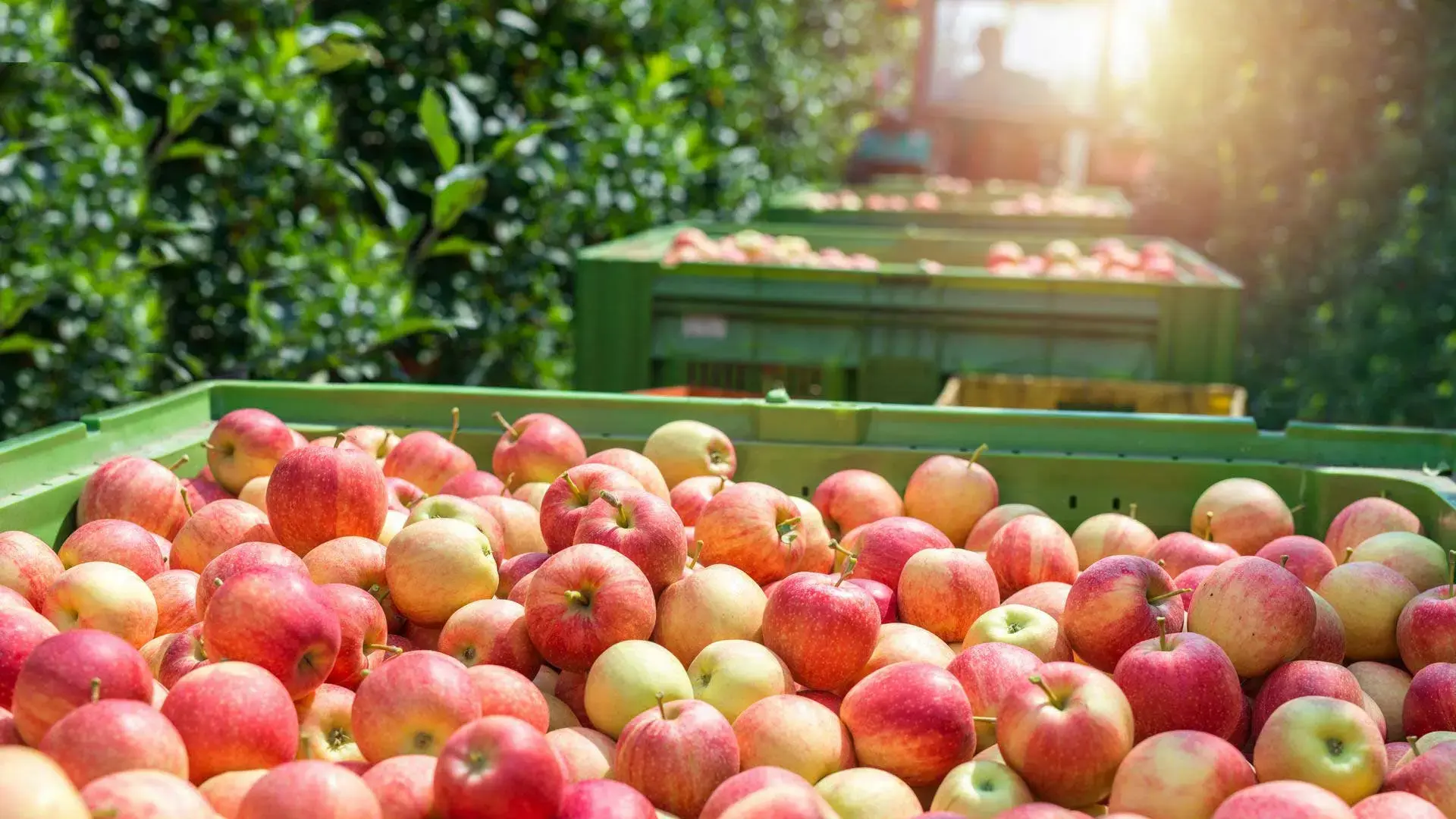 Agrosava Slajd Najvisi Svetski Standardi